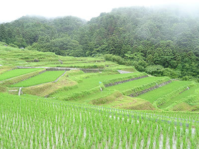 自然の植物には、人を癒してくれるパワー