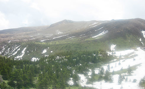 白根山の残雪とモミの木