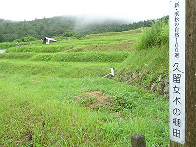 自然の植物には、人を癒してくれるパワー