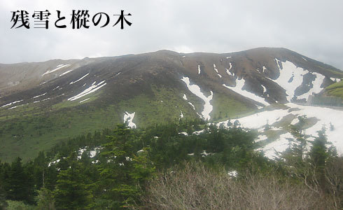 白根山の残雪とモミの木