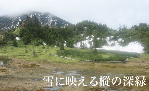 白根山の残雪とモミの木
