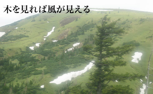 白根山の残雪とモミの木